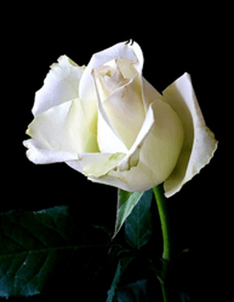Guy Charles Strickland Obituary